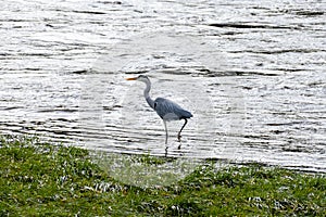 Heron strutting along the river bank looking for food