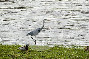 Heron strutting along the river bank looking for food