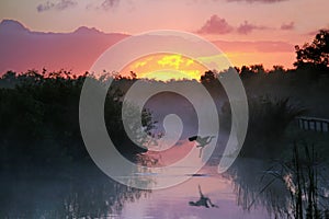 Heron at Sunrise in the Everglades