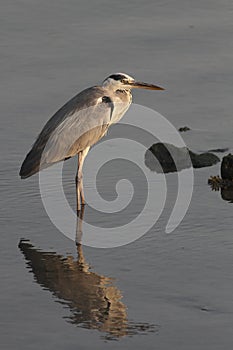 Heron at sunset