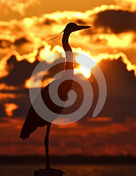 Heron at Sunset