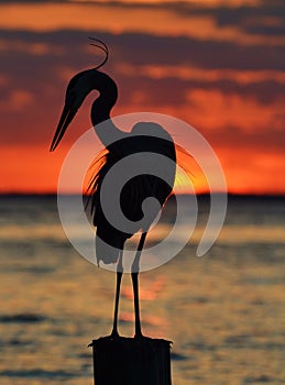 Heron at Sunset