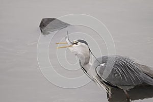 Heron swallowing a fish