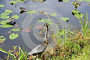 Heron in Swamp Landscape in Everglades National Park, Florida