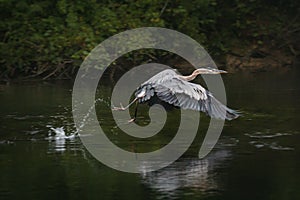 Heron takes off with a hop and a skip