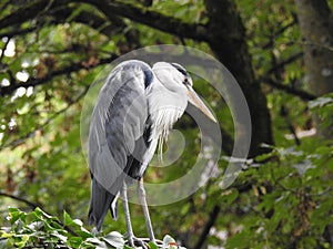 A heron on a tree branch