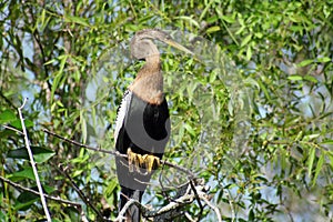 Heron in tree in Everglades