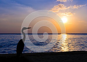 Heron on a tropical beach, sunset