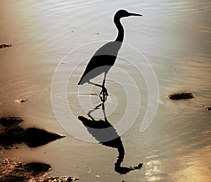 Heron Wading in Water