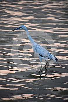 Heron Wading in the Water Looking for Fish
