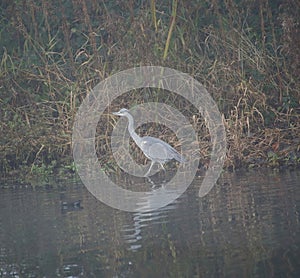 Heron wading through wetlands in fog