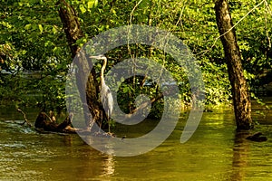 A Heron Waits for Fish in a Flooded River.