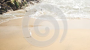 Heron walking along the beach in summer photo