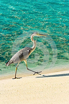 Heron walking on a beach