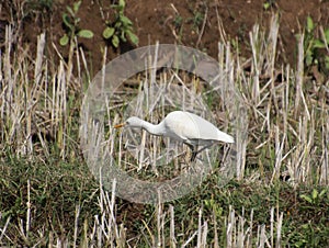 Heron walking on the field and looking at the front, to hunt insects