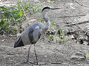 A heron walking