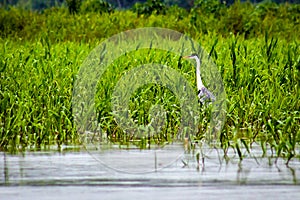 Heron walking on the lake among the undergrowth photo