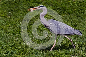 A Heron walking with prey