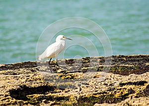 Heron walking on the seashore photo