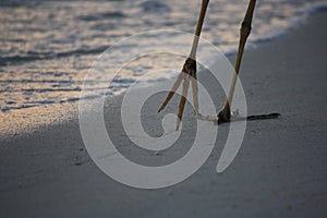 Heron walks along the beach