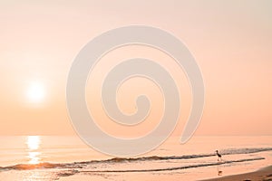 Heron walks on the beach at sunset. Natural marine blank background in pastel gold colors.