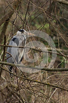 Heron among the waste of the river polluted by the incivility of man