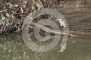 Volavka odpad z řeka zamořený podle člověka 
