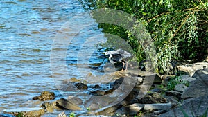 A heron is watching its prey at the riverside of Han River Park in Yeouido, Seoul