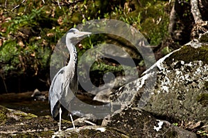 Heron in the water