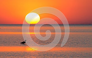 A heron in the water of the estuary at the shore against the background of the sea sunset