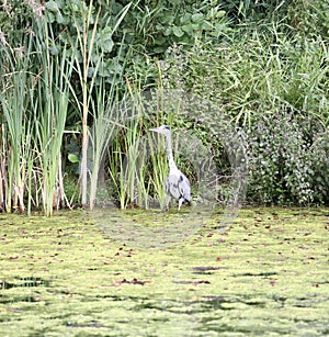 Heron in wetlands water