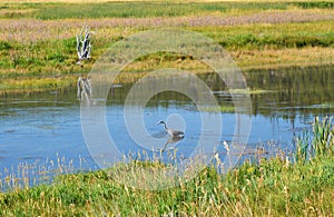 Heron in Yellowstone River