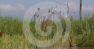 Heronry with anhinga, cormorant and great egret, Lake Baringo in Kenya, Real Time