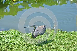 Herons are among the birds on the lake. A large and varied number of birds make lake Morton a home.