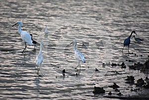 Herons and Egrets in Shallow Ocean Waters