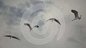 Blue herons in flight