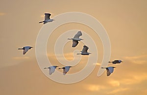 Herons flying at sunset