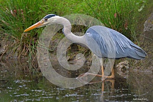 Herons, Great blue Heron, Scientific name: Ardeidae