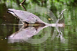 Herons, Great blue Heron, Scientific name: Ardeidae