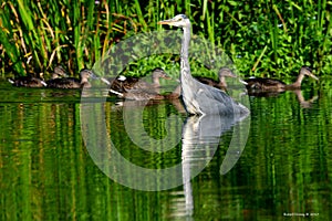 Herons, Great blue Heron, Scientific name: Ardeidae