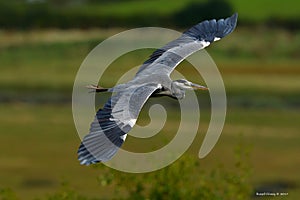 Herons, Great blue Heron, Scientific name: Ardeidae