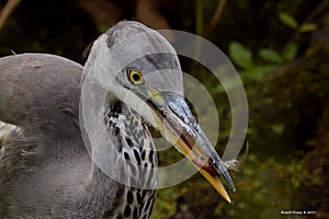 Herons, Great blue Heron, Scientific name: Ardeidae