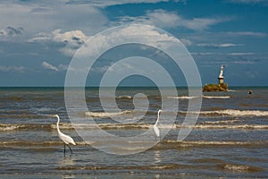 Herons and pelicans catching fish on the shore in Livingston photo