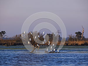 Herons resting