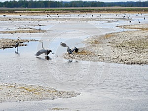 Herons squabble at the feeding grounds in Montezuma National Wildlife Refuge in NYS