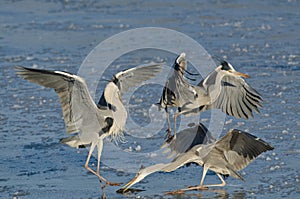 Herons struggling to eat a fish