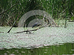 Herons on the tree