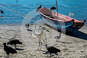 Herons, Vultures and a boat