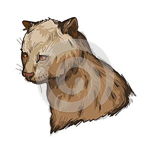 Herpailurus yagouaroundi portrait of animal. Watercolor drawing of Puma. Eyra profile, mammal from Felinae family. Catlike