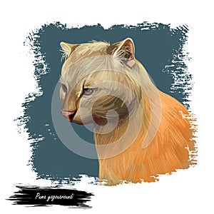 Herpailurus yagouaroundi portrait of animal. Watercolor drawing of Puma. Eyra profile, mammal from Felinae family. Catlike